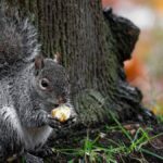 A Day in the Life of a Black Squirrel: What Makes Them Stand Out?