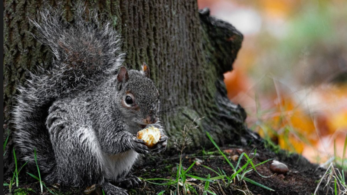 Black Squirrel