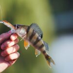 Understanding Rooster Fish Behavior: Secrets to Successful Fishing