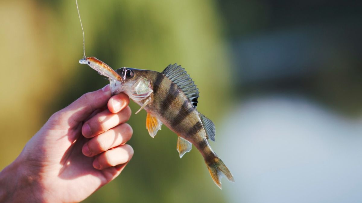 Rooster Fish